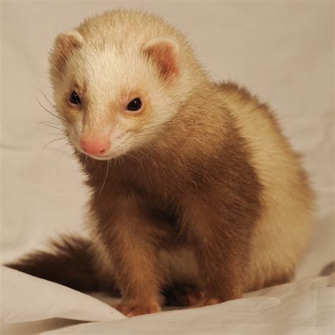 Ferrets are likely to have descended from the wild European and Steppe polecats. Ferrets are domesticated animals. Ferrets are very curious, they like to explore using their mouths. Domestic ferrets are sociable and typically enjoy living in groups. Ferrets like sleeping - a healthy ferret may sleep between 18 and 20 hours a day.